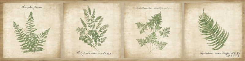 Reproduction of Vintage Ferns - 4 Image Panel by Wild Apple Portfolio - Wall Decor Art