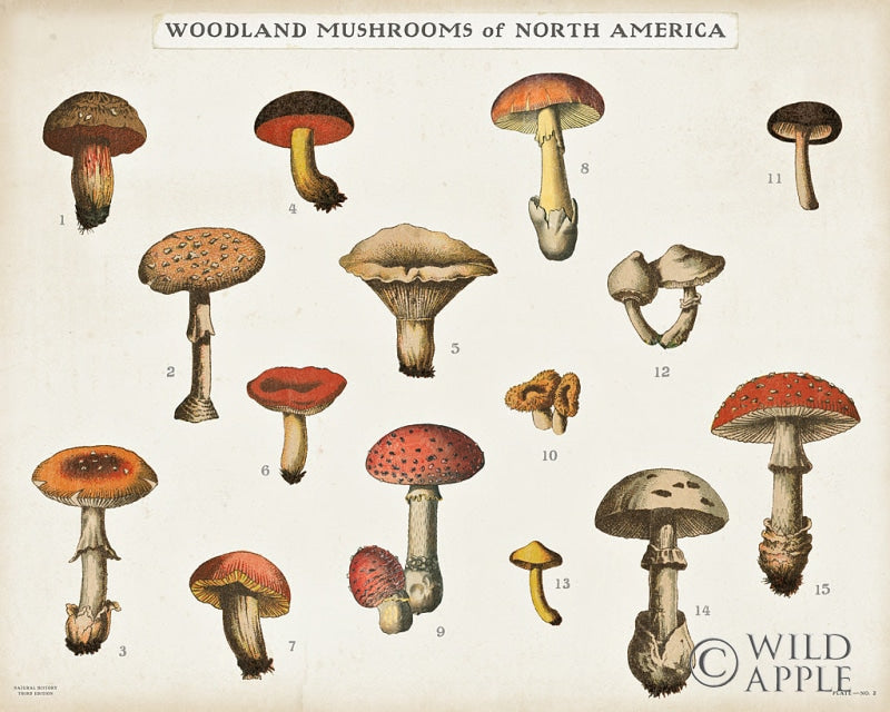 Reproduction of Mushroom Chart I Light by Wild Apple Portfolio - Wall Decor Art