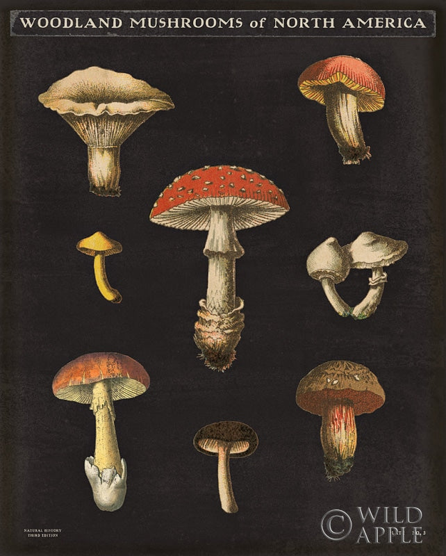 Reproduction of Mushroom Chart II by Wild Apple Portfolio - Wall Decor Art