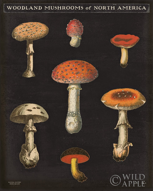 Reproduction of Mushroom Chart III by Wild Apple Portfolio - Wall Decor Art