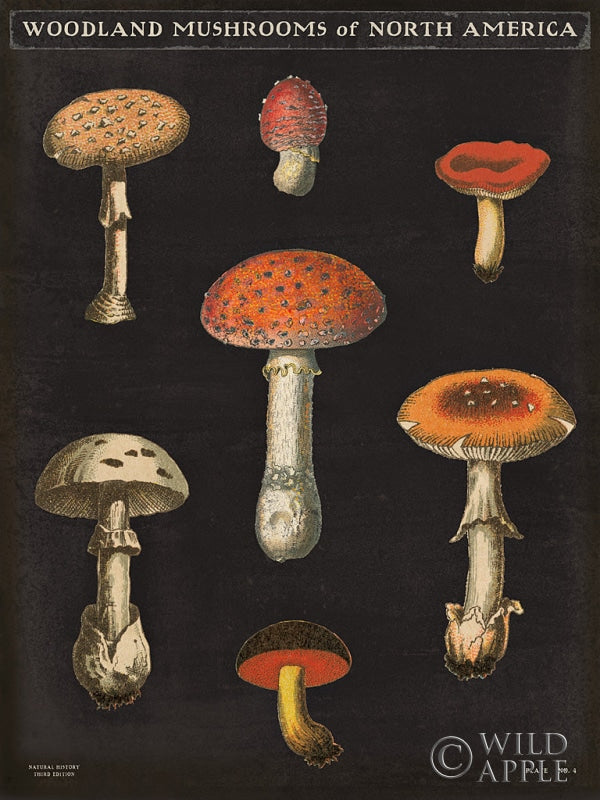 Reproduction of Mushroom Chart III by Wild Apple Portfolio - Wall Decor Art