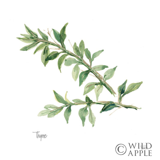 Reproduction of Thyme v2 by Chris Paschke - Wall Decor Art