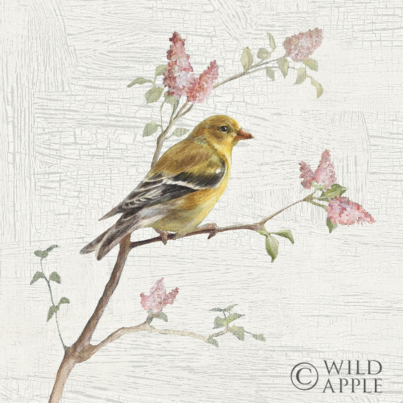Reproduction of Female Goldfinch Vintage by Danhui Nai - Wall Decor Art