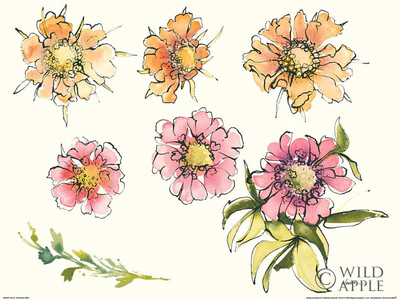 Reproduction of Scabiosa Bits by Shirley Novak - Wall Decor Art