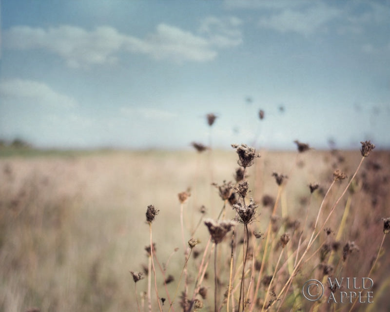 Reproduction of Falling Queen Annes Lace I by Elizabeth Urquhart - Wall Decor Art