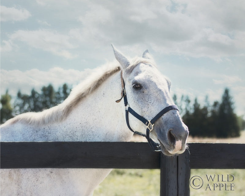 Reproduction of Polo Pony I by Elizabeth Urquhart - Wall Decor Art