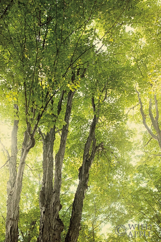 Reproduction of Towering Maples I by Elizabeth Urquhart - Wall Decor Art