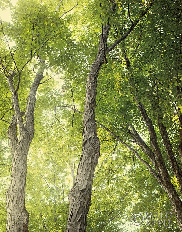 Reproduction of Towering Maples II Crop by Elizabeth Urquhart - Wall Decor Art