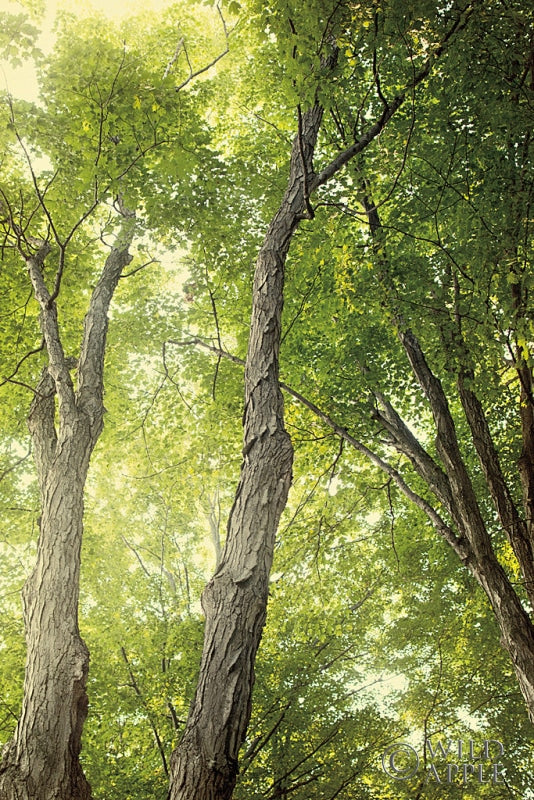 Reproduction of Towering Maples II by Elizabeth Urquhart - Wall Decor Art