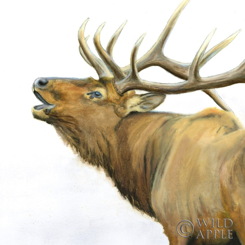 Reproduction of Majestic Elk Brown Crop by James Wiens - Wall Decor Art