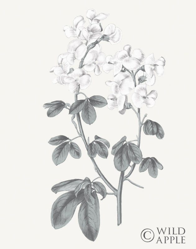 Reproduction of Neutral Botanical III by Wild Apple Portfolio - Wall Decor Art