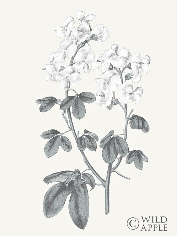 Reproduction of Neutral Botanical III by Wild Apple Portfolio - Wall Decor Art