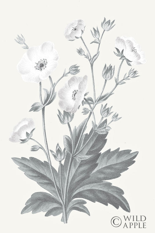Reproduction of Neutral Botanical VI by Wild Apple Portfolio - Wall Decor Art