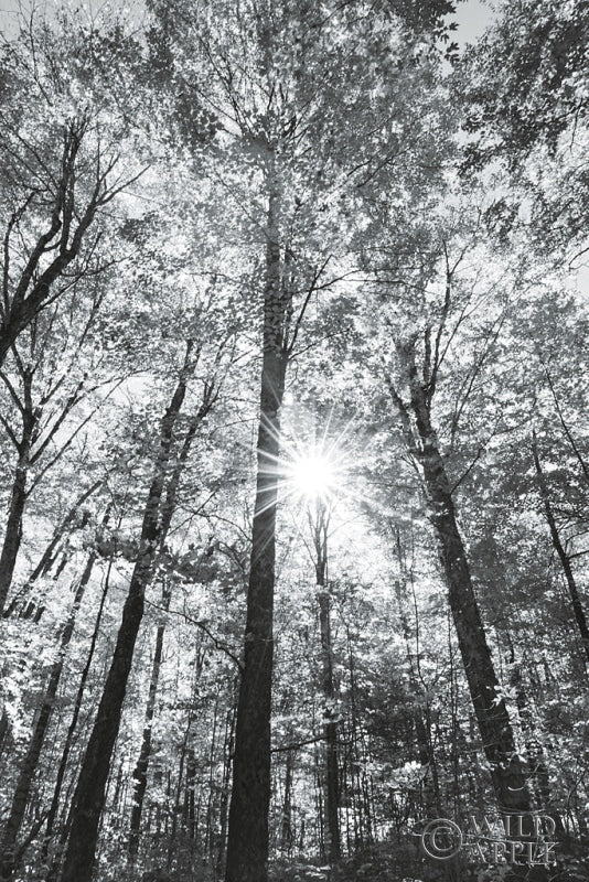 Reproduction of Autumn Forest I BW by Alan Majchrowicz - Wall Decor Art