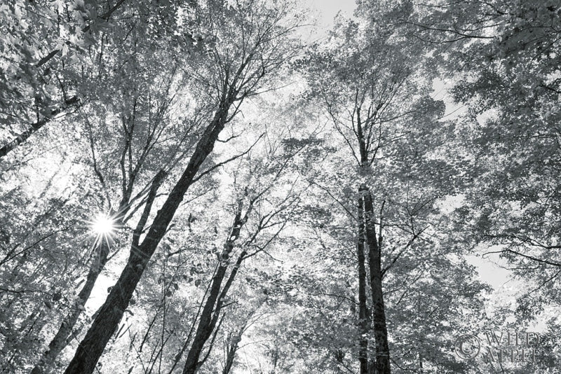 Reproduction of Autumn Forest III BW by Alan Majchrowicz - Wall Decor Art