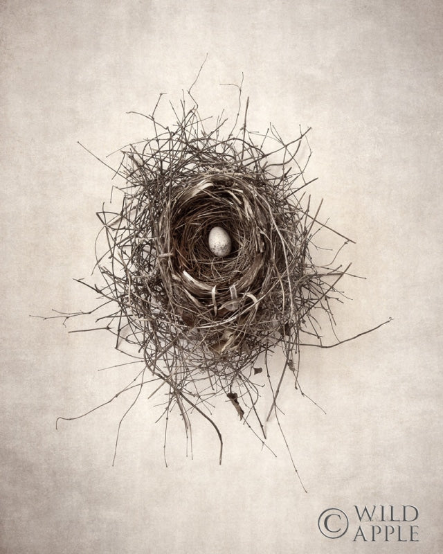 Reproduction of Nest I by Debra Van Swearingen - Wall Decor Art
