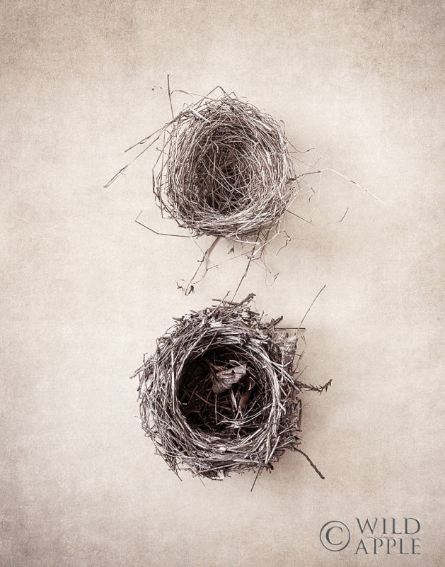Reproduction of Nest IV by Debra Van Swearingen - Wall Decor Art