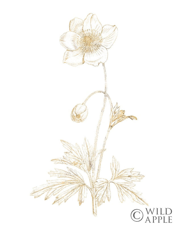 Reproduction of Gilded Botanical II by Wild Apple Portfolio - Wall Decor Art