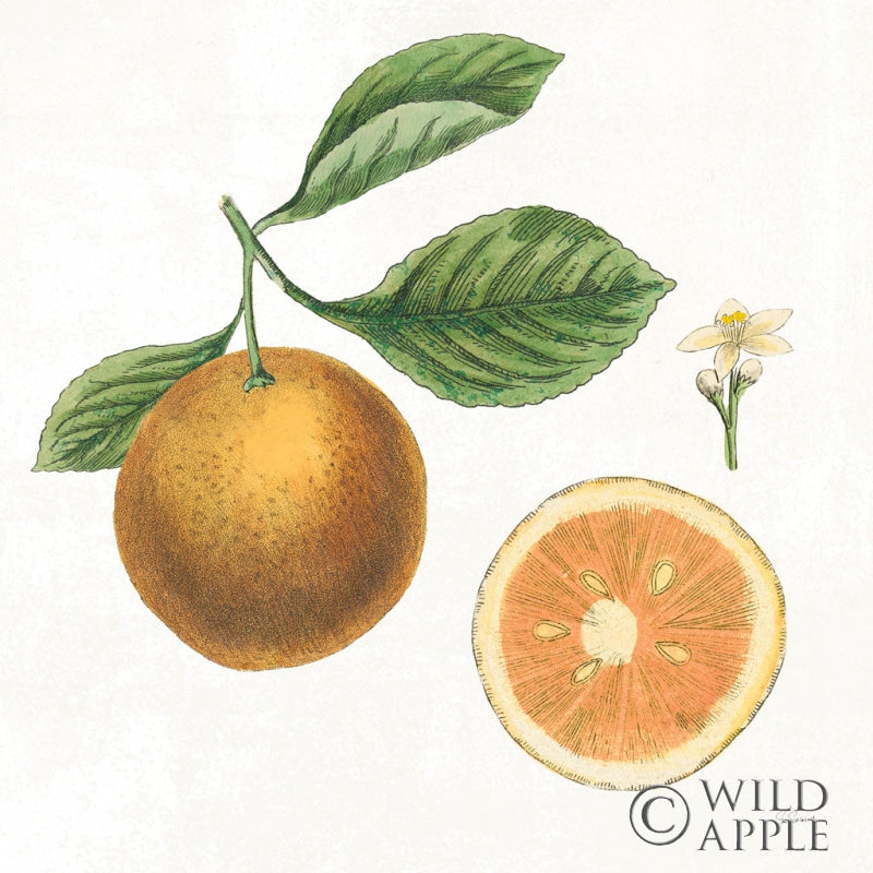Reproduction of Classic Citrus IV by Sue Schlabach - Wall Decor Art