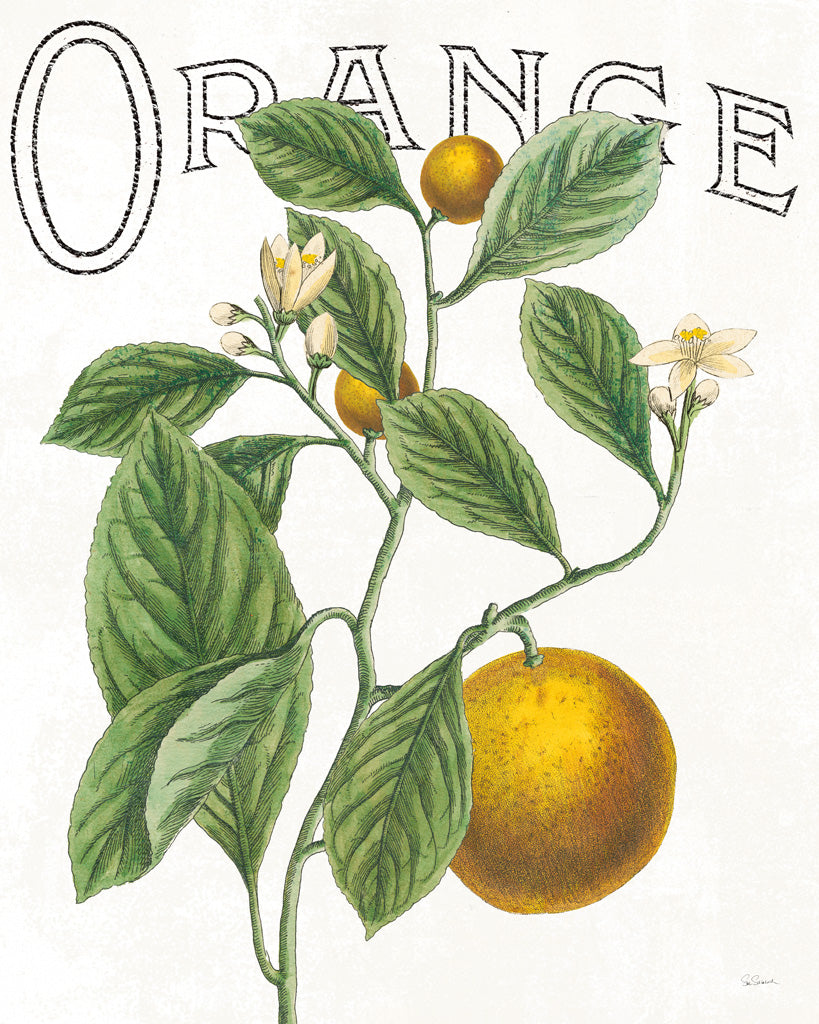 Reproduction of Classic Citrus VI by Sue Schlabach - Wall Decor Art