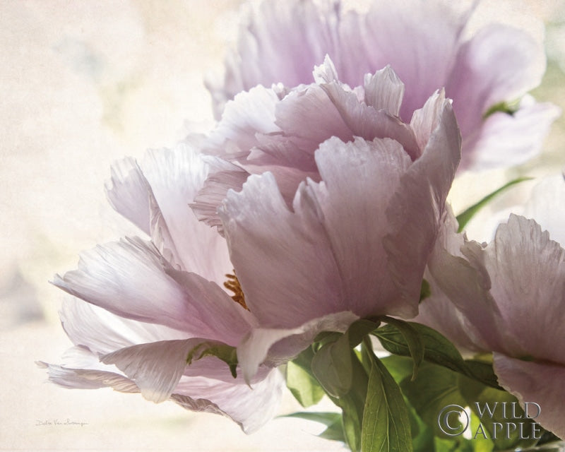 Reproduction of Translucent Peony I by Debra Van Swearingen - Wall Decor Art
