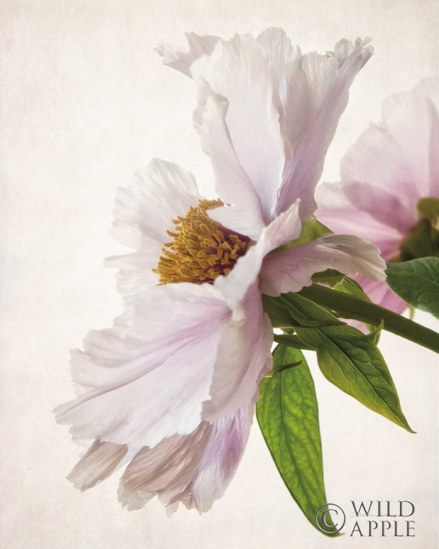 Reproduction of Translucent Peony IV by Debra Van Swearingen - Wall Decor Art