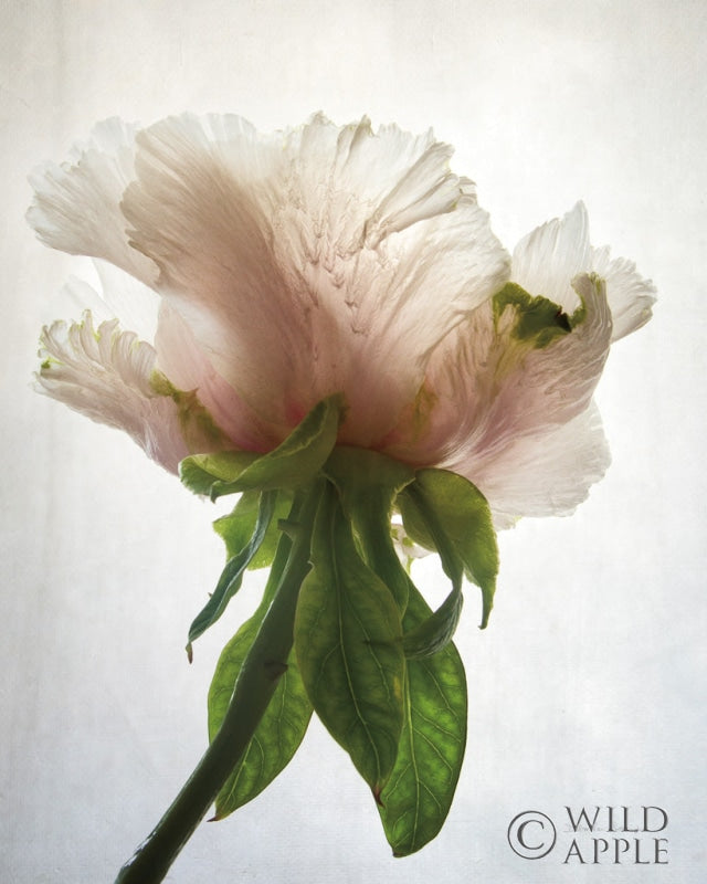 Reproduction of Translucent Peony VII by Debra Van Swearingen - Wall Decor Art