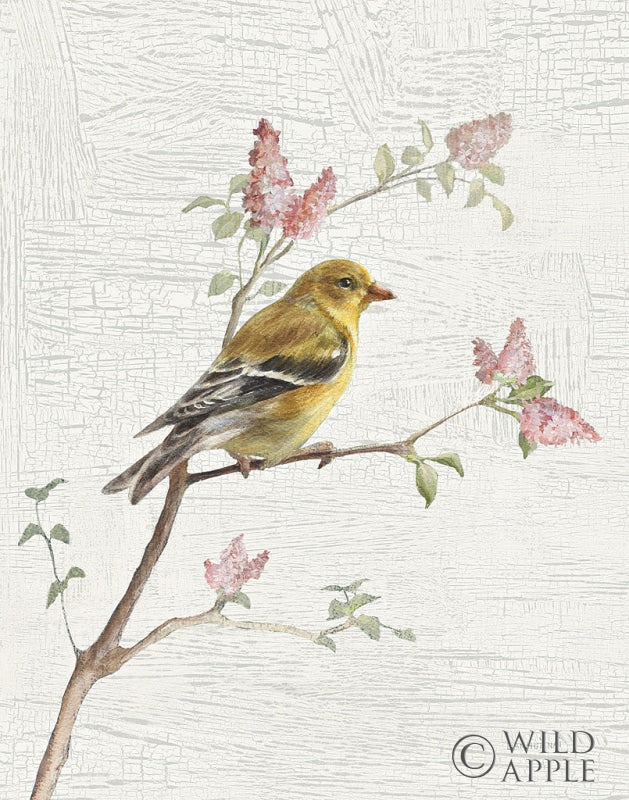 Reproduction of Female Goldfinch Vintage v2 by Danhui Nai - Wall Decor Art