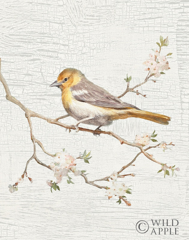 Reproduction of Northern Oriole Vintage v2 by Danhui Nai - Wall Decor Art
