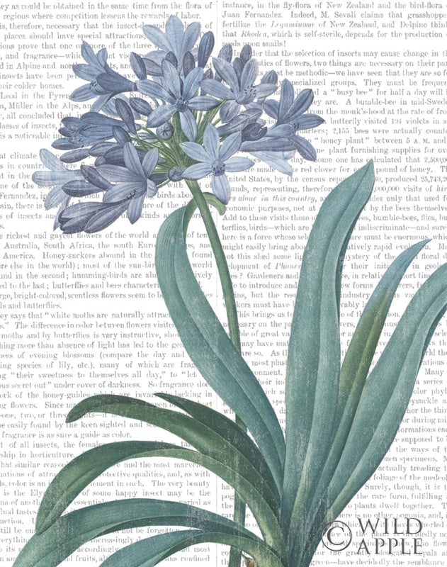 Reproduction of Summer Botanicals I by Wild Apple Portfolio - Wall Decor Art