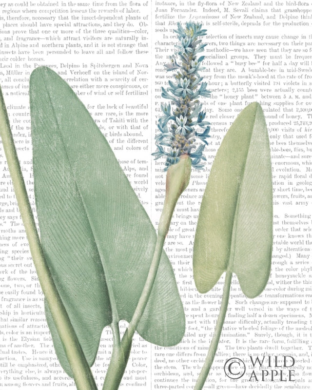 Reproduction of Summer Botanicals IV by Wild Apple Portfolio - Wall Decor Art