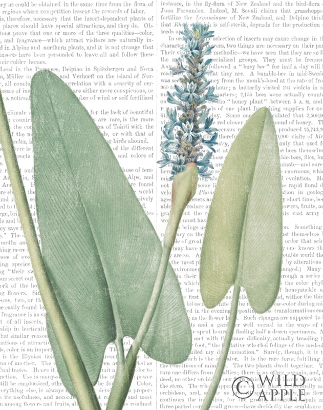 Reproduction of Summer Botanicals IV by Wild Apple Portfolio - Wall Decor Art