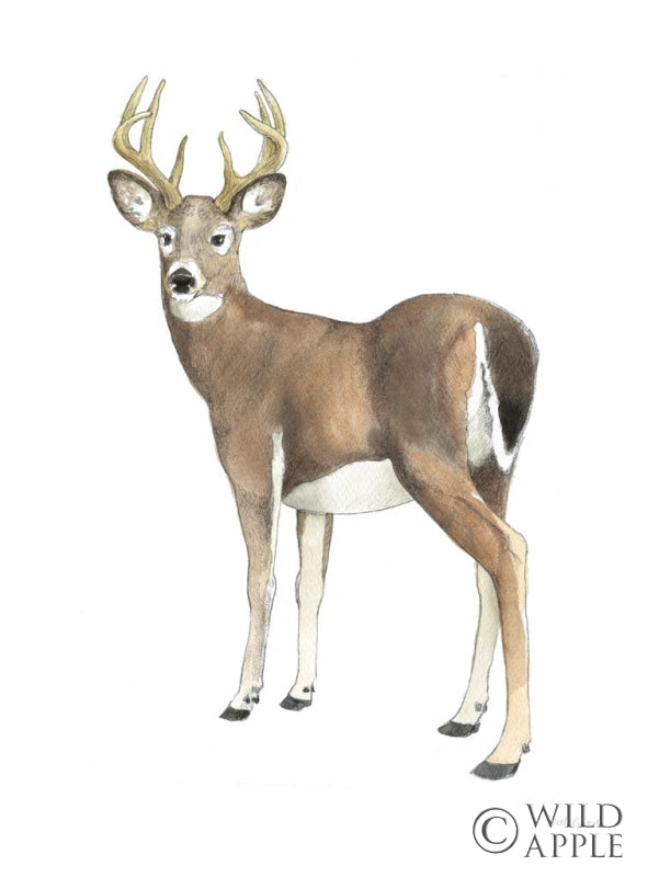 Reproduction of Wilderness Collection Deer II by Beth Grove - Wall Decor Art