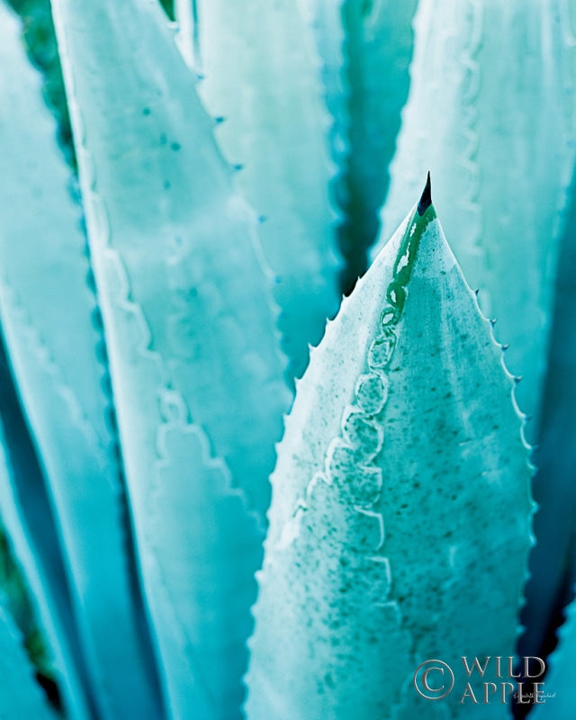 Reproduction of Abstract Agava II in Color Crop by Elizabeth Urquhart - Wall Decor Art