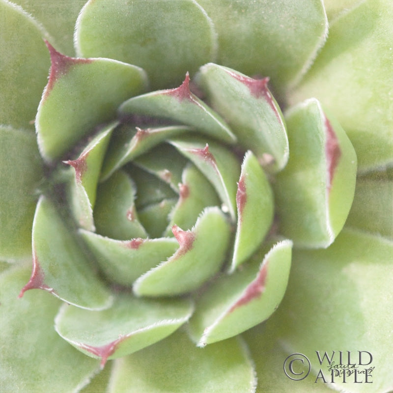 Reproduction of Garden Succulents II Color by Laura Marshall - Wall Decor Art
