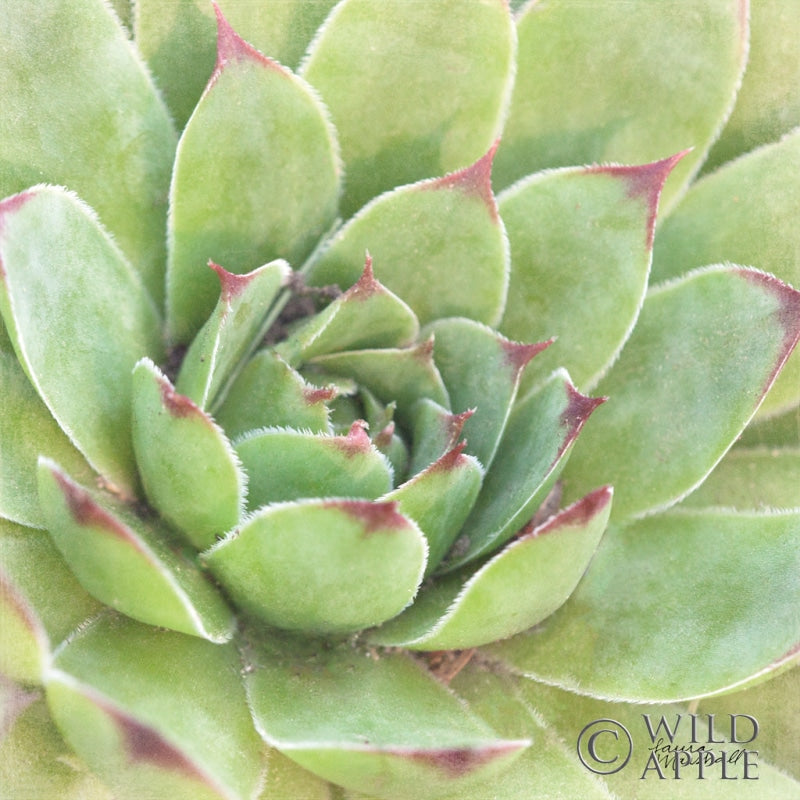 Reproduction of Garden Succulents IV Color by Laura Marshall - Wall Decor Art