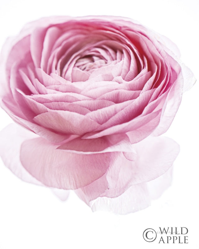 Reproduction of Pink Lady I by Elizabeth Urquhart - Wall Decor Art