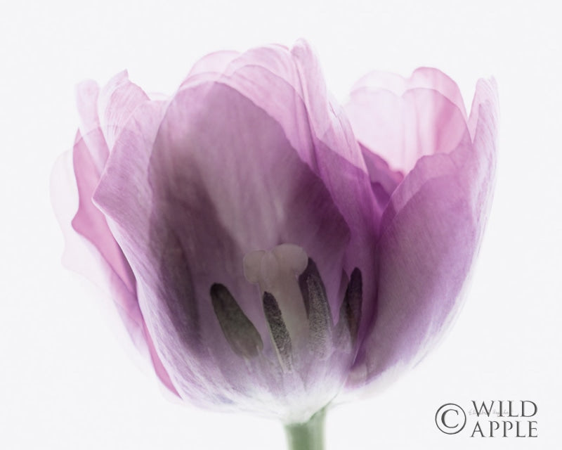 Reproduction of Inside Out I by Elizabeth Urquhart - Wall Decor Art