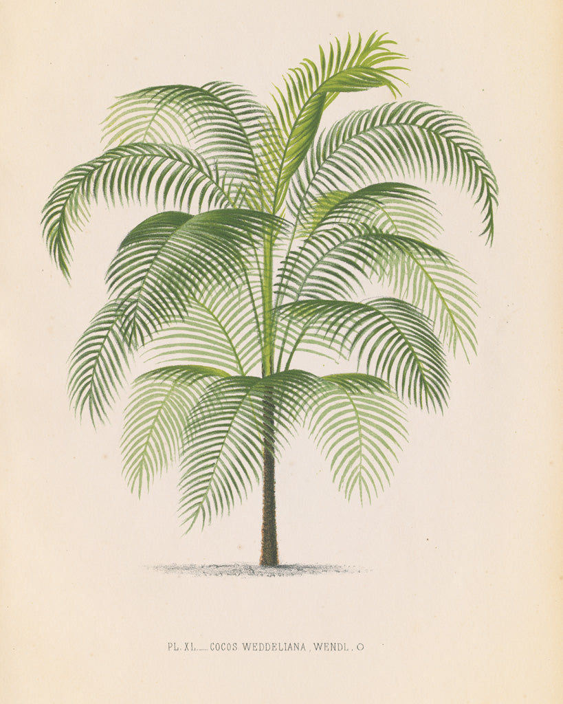 Reproduction of Palmier III by Wild Apple Portfolio - Wall Decor Art