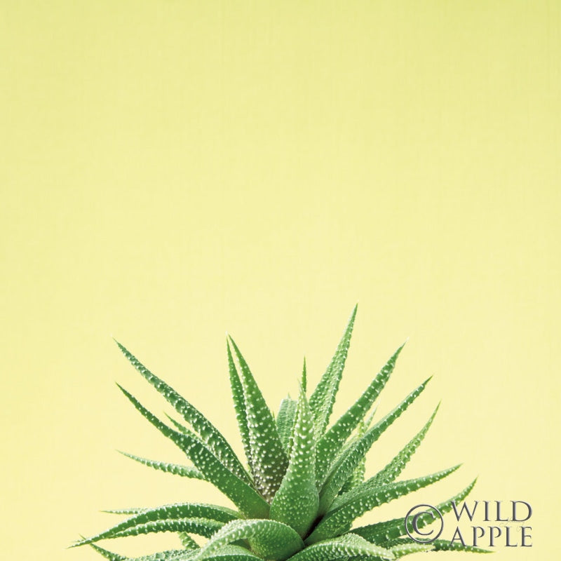 Reproduction of Succulent Simplicity I by Felicity Bradley - Wall Decor Art