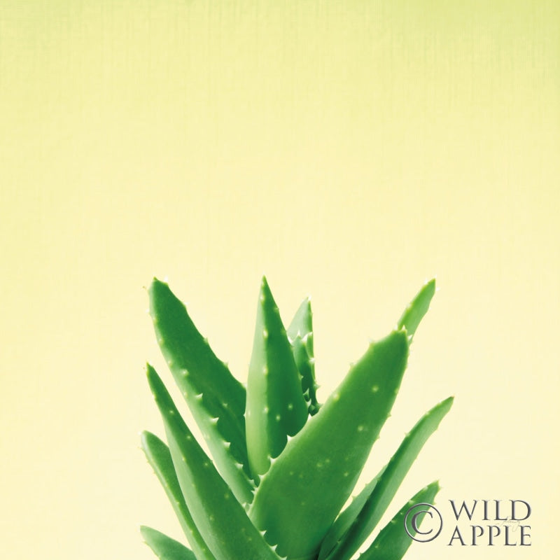 Reproduction of Succulent Simplicity V by Felicity Bradley - Wall Decor Art