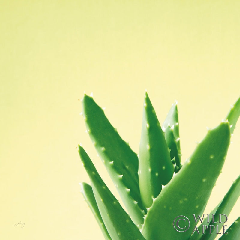 Reproduction of Succulent Simplicity VI by Felicity Bradley - Wall Decor Art