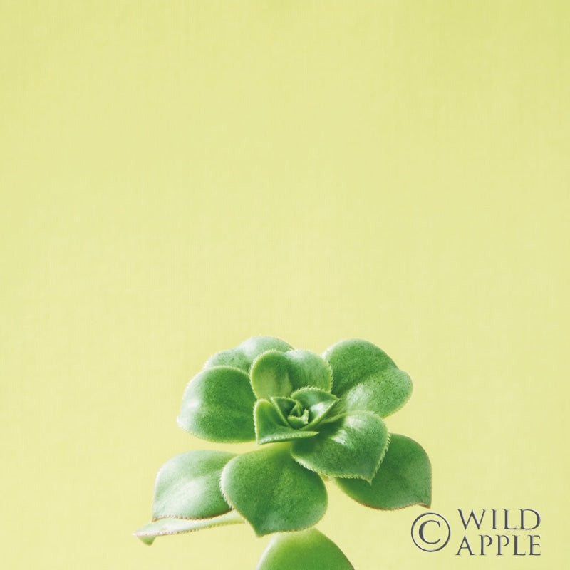 Reproduction of Succulent Simplicity VII by Felicity Bradley - Wall Decor Art