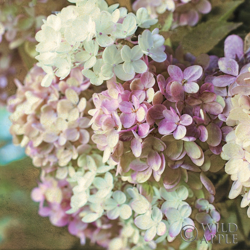 Reproduction of Gilded Hydrangea II Color by Sue Schlabach - Wall Decor Art