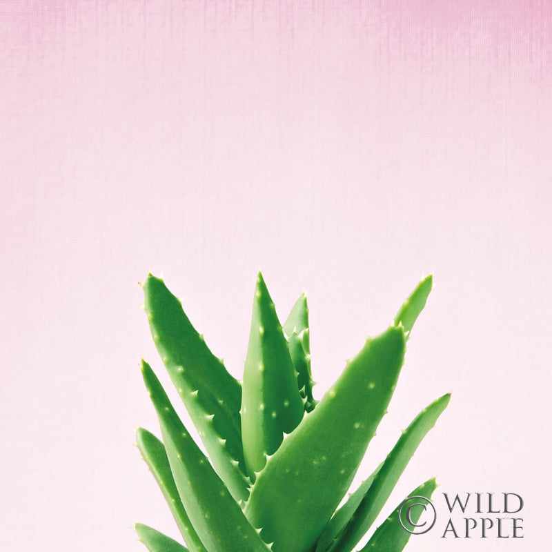 Reproduction of Succulent Simplicity V on Pink by Felicity Bradley - Wall Decor Art