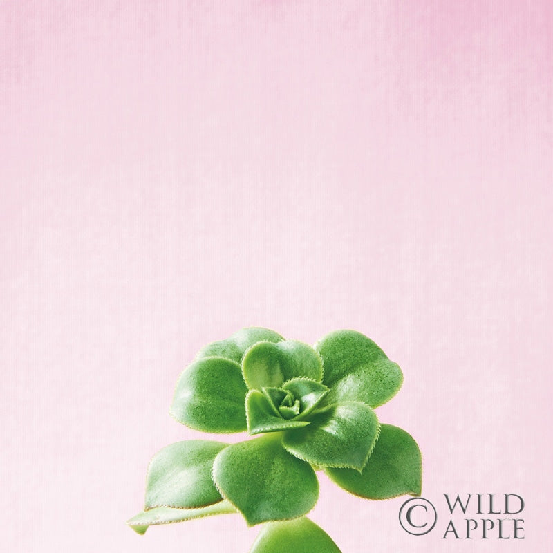Reproduction of Succulent Simplicity VII on Pink by Felicity Bradley - Wall Decor Art