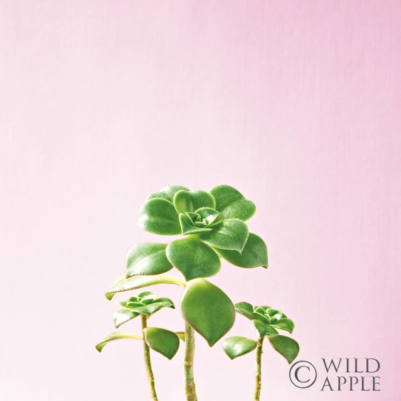 Reproduction of Succulent Simplicity IX on Pink by Felicity Bradley - Wall Decor Art