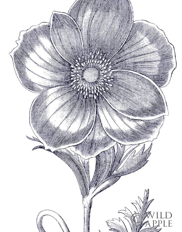 Reproduction of Belle Fleur II Light Crop by Sue Schlabach - Wall Decor Art