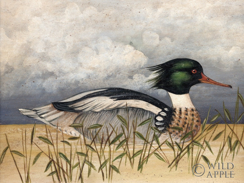 Reproduction of Red Breasted Merganser by David Carter Brown - Wall Decor Art