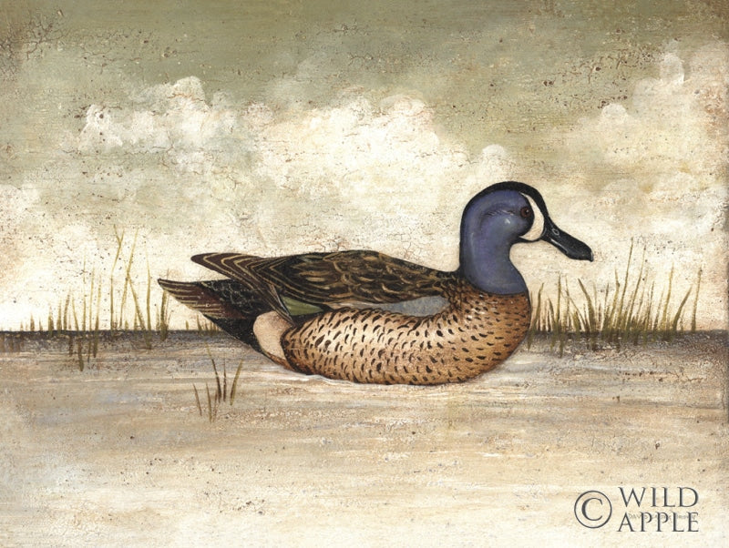 Reproduction of Blue Winged Teal by David Carter Brown - Wall Decor Art